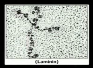 Laminina real en microscopio